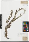 Foto von Salix repens L.